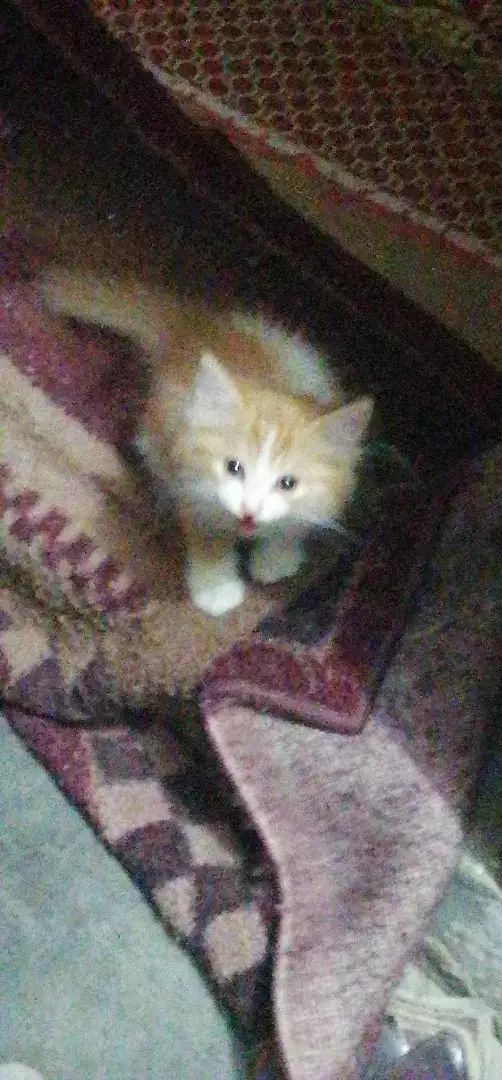 Persian Double Coated Male Kitten Available for Sale in karachi