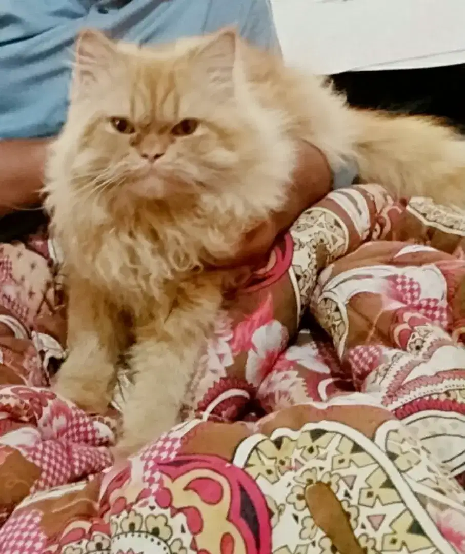 Persian pure breed double coat Male Cat Available for Sale in khanewal