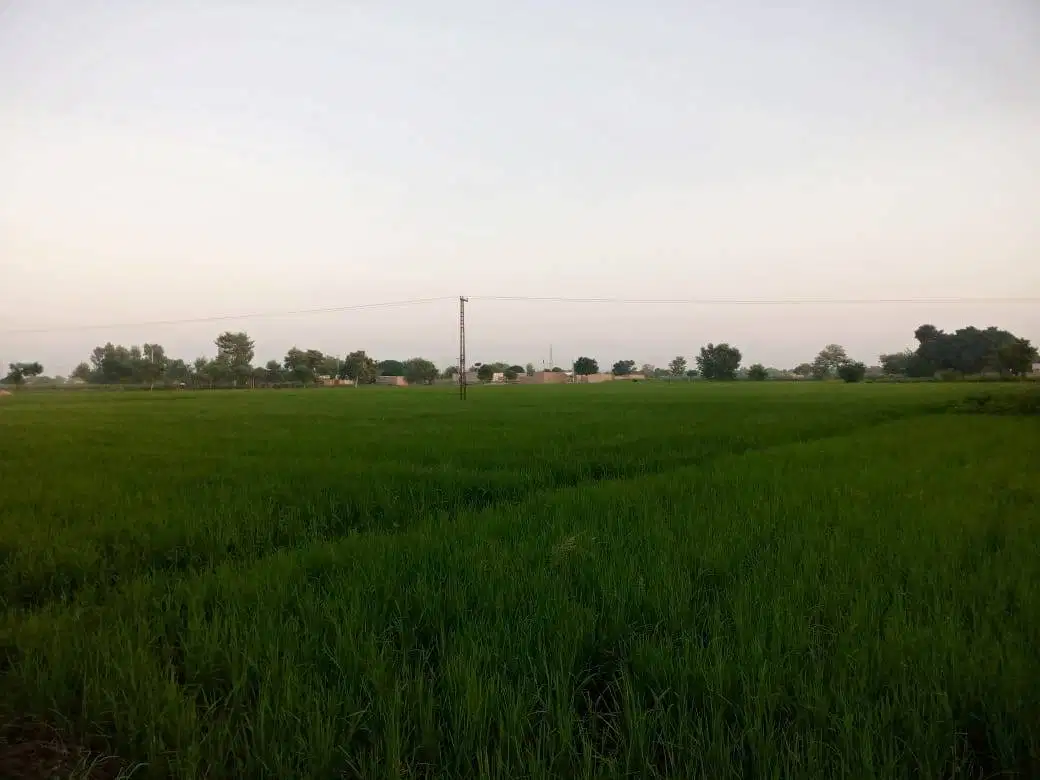 76 Kanal Agricultural land Available for Sale in khanewal