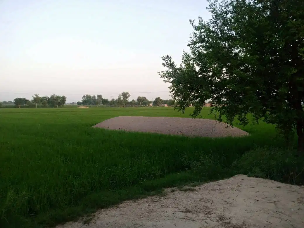 76 Kanal Agricultural land Available for Sale in khanewal