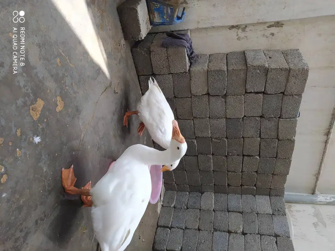 White Ducks pair Available for sale