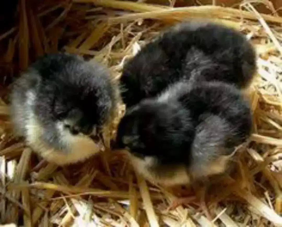 Australorp available for sale in Rawalpindi