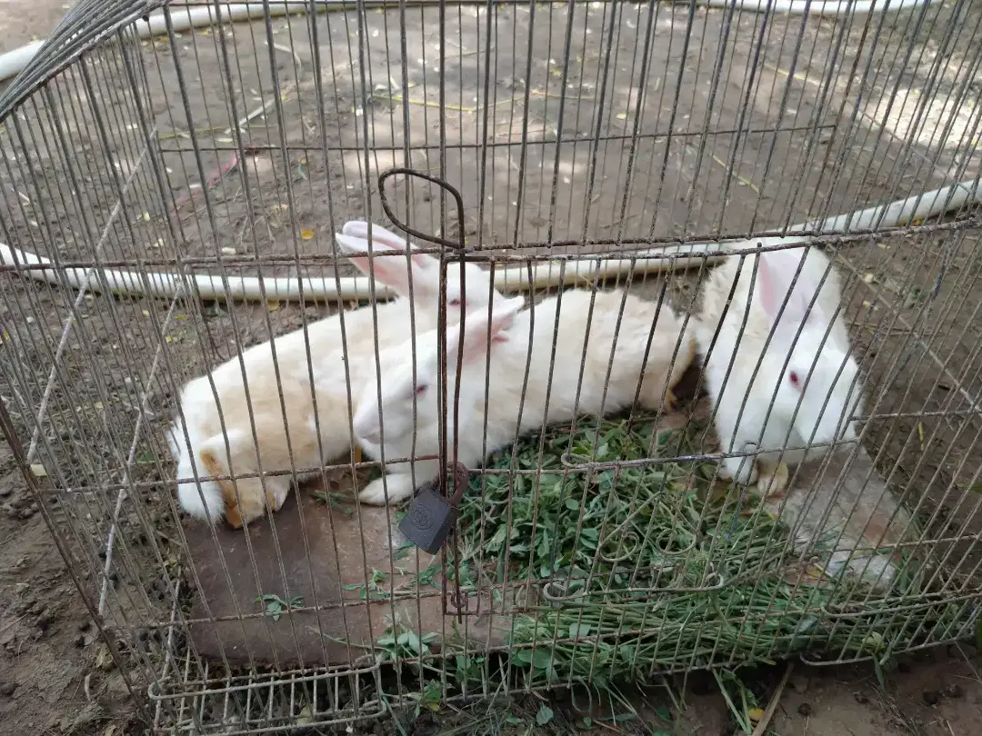 White Color Rabbit Red-eye  Available  for sale in Karachi