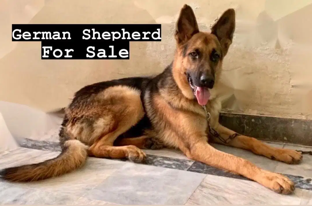 German Shepherd  Available for sale in Lahore