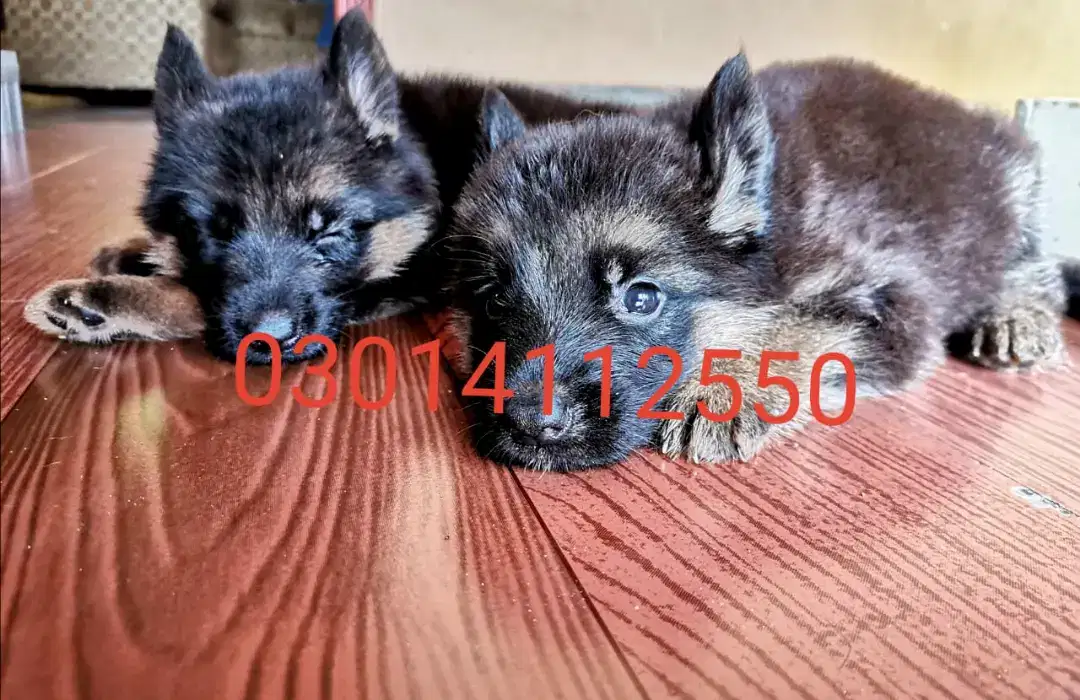 Long coated puppie non ped heavey bone 40 days pups Available for Sale in Lahore