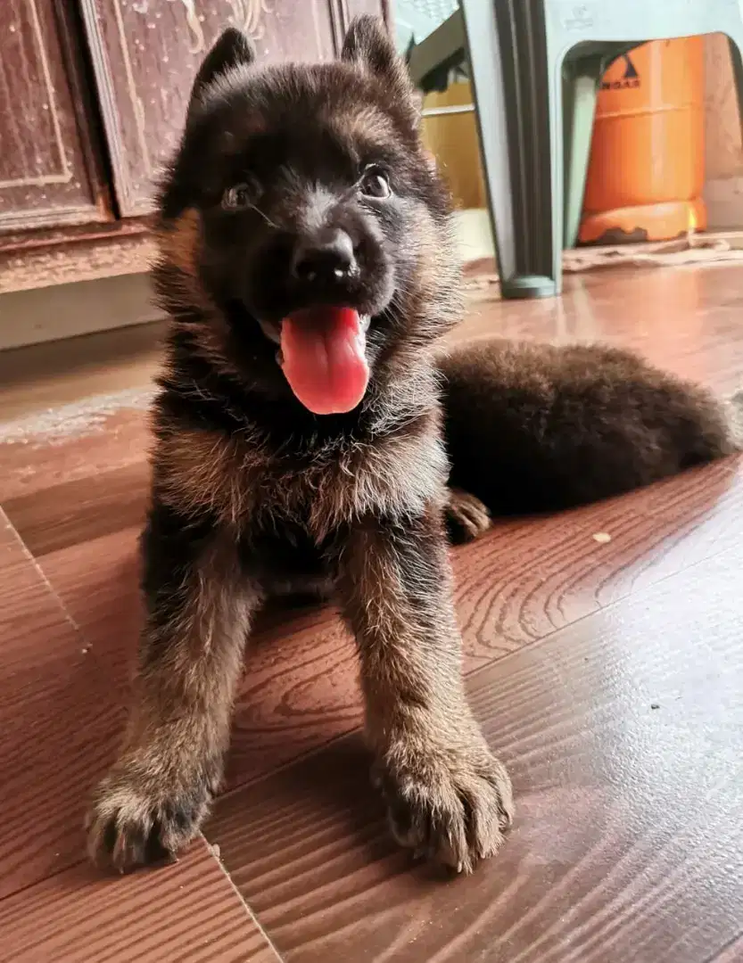Long coated puppie non ped heavey bone 40 days pups Available for Sale in Lahore