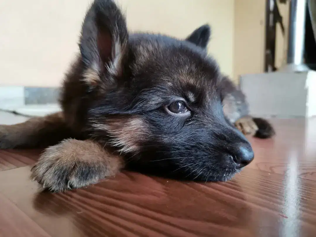 Long coated puppie non ped heavey bone 40 days pups Available for Sale in Lahore