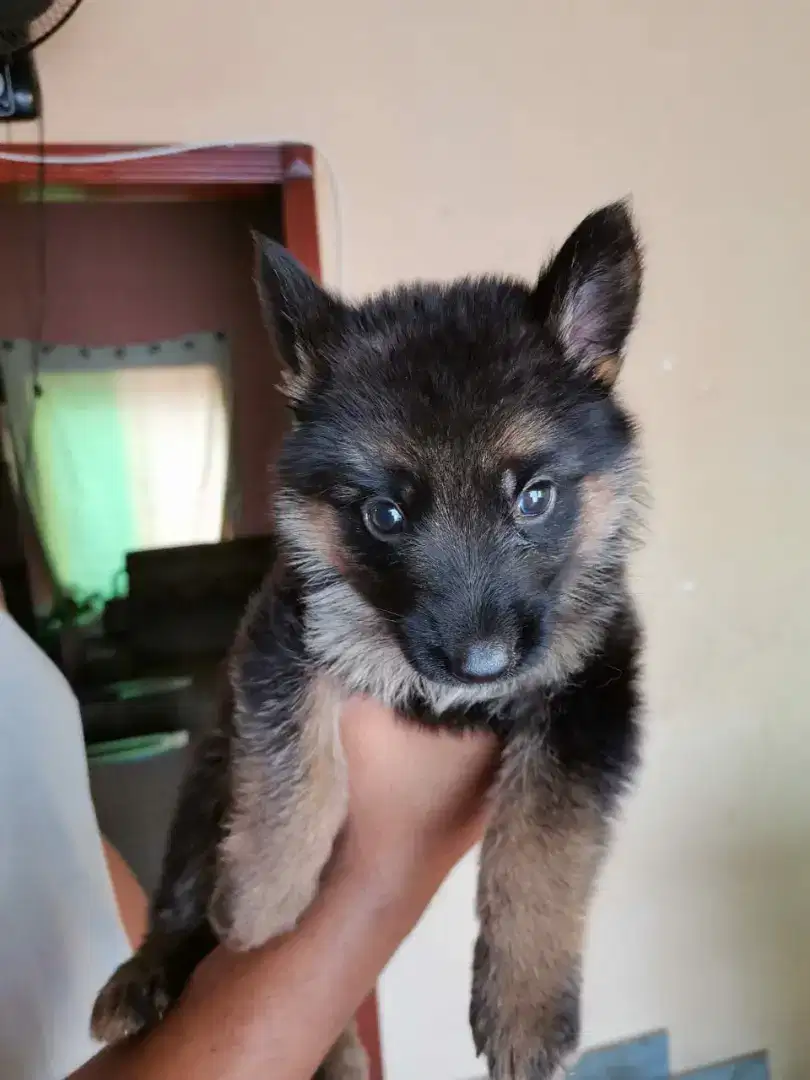 Long coated puppie non ped heavey bone 40 days pups Available for Sale in Lahore