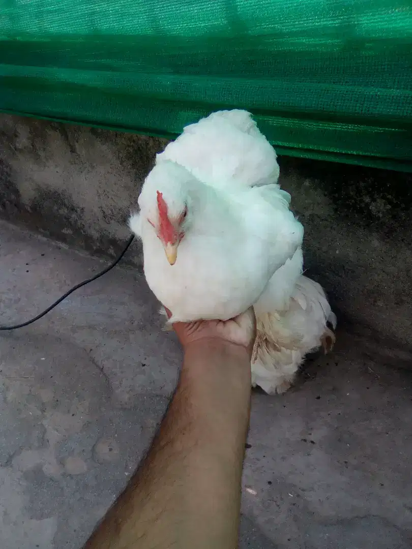White bantam and golden buff available for sale