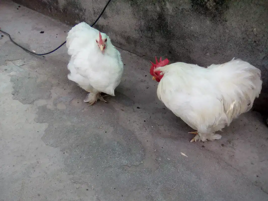 White bantam and golden buff available for sale