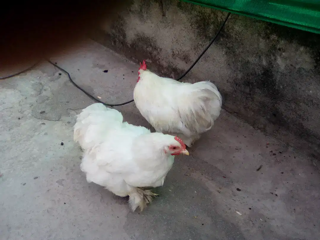 White bantam and golden buff available for sale