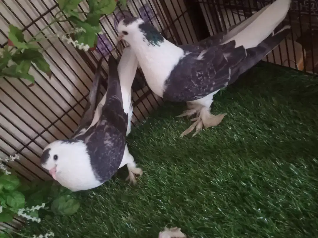 Shirazi breeder pair with single chick available for sale