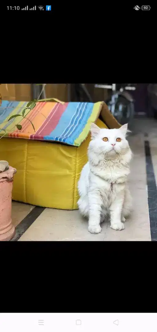 Persian male punch face cat available for sale