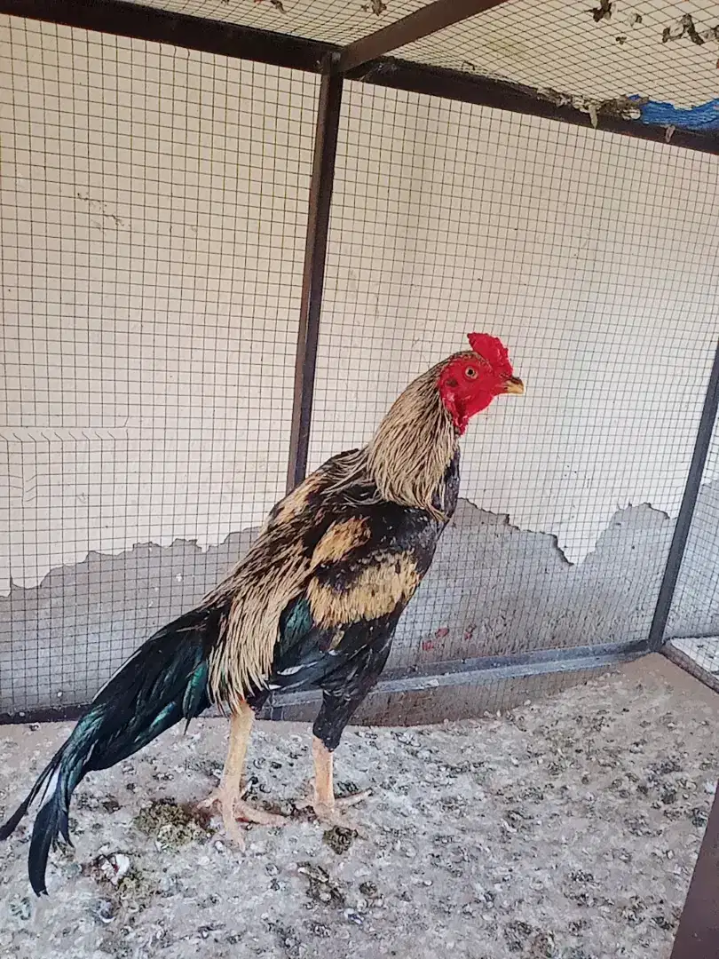 Hen Available for Sale in Khanewal