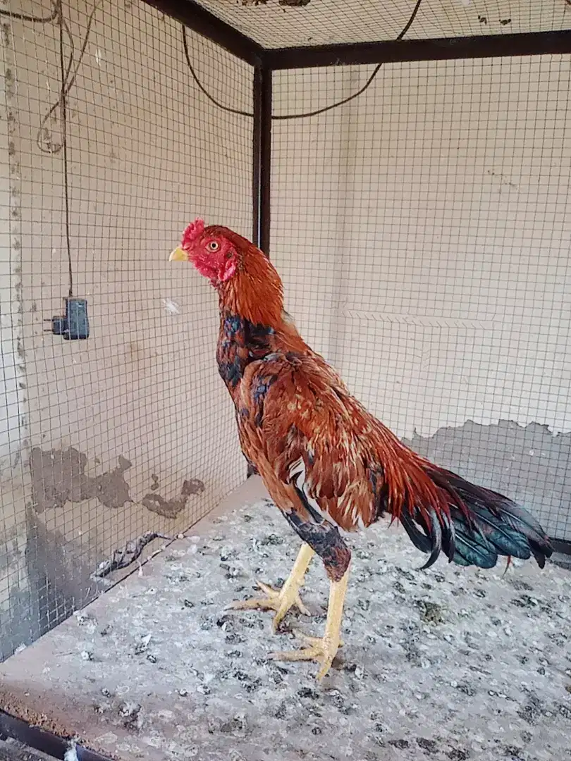 Hen Available for Sale in Khanewal