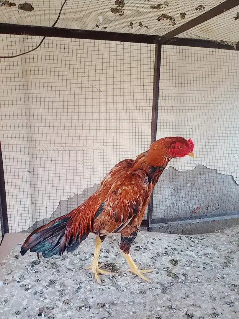 Hen Available for Sale in Khanewal