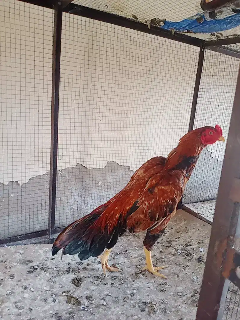 Hen Available for Sale in Khanewal
