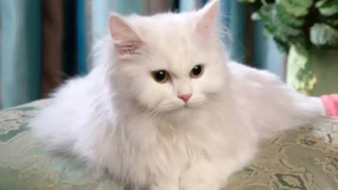 White Beautiful Persian Cats available for sale