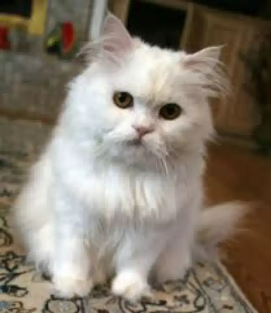 White Beautiful Persian Cats available for sale