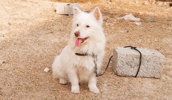 White Russian Female dog Available for Sale in Chakwal