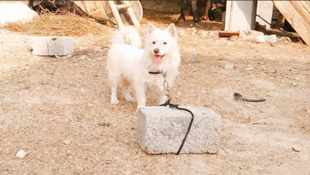 White Russian Female dog Available for Sale in Chakwal