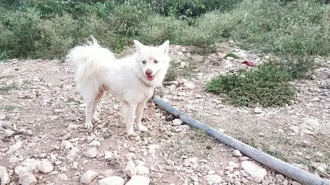 Russian dog male available for sale