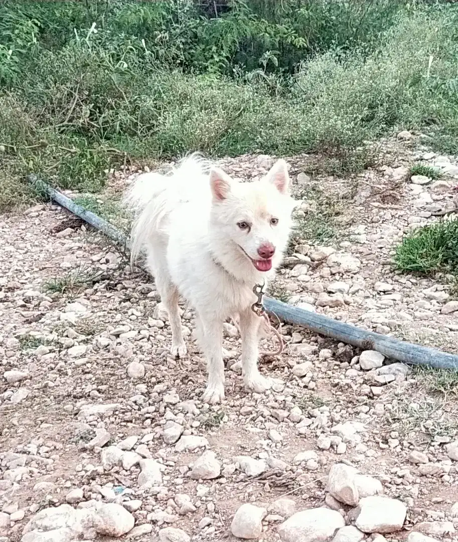 Russian dog male available for sale