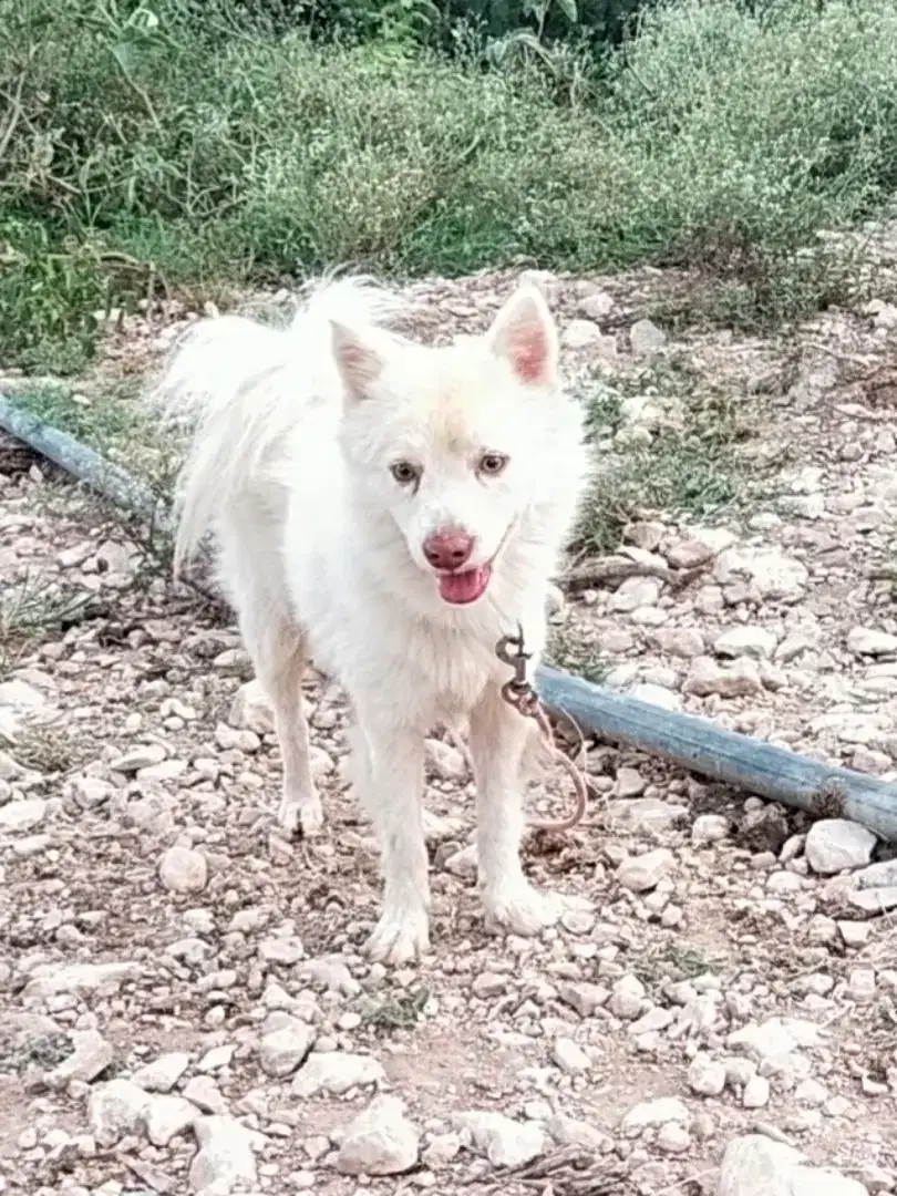 Russian dog male available for sale
