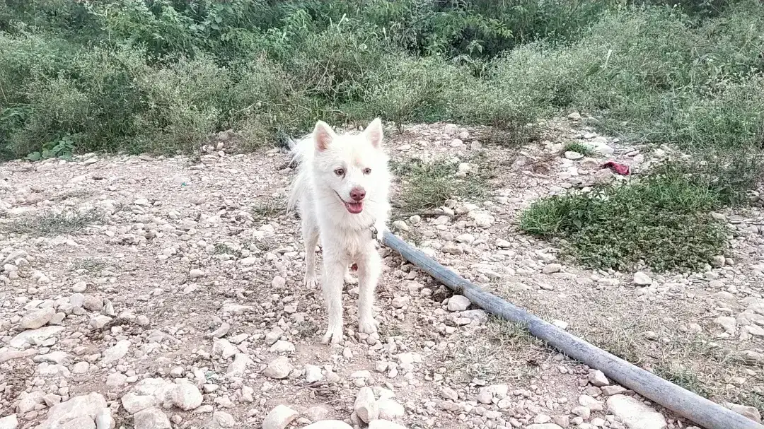 Russian dog male available for sale