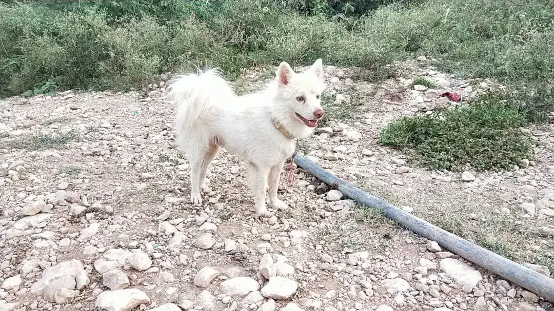 Russian dog male available for sale