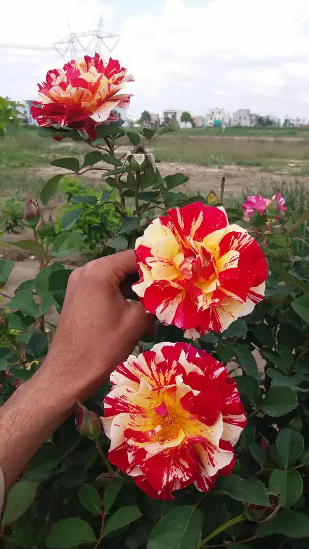 10 Marla plots Available for Sale in wapda city Faisalabad