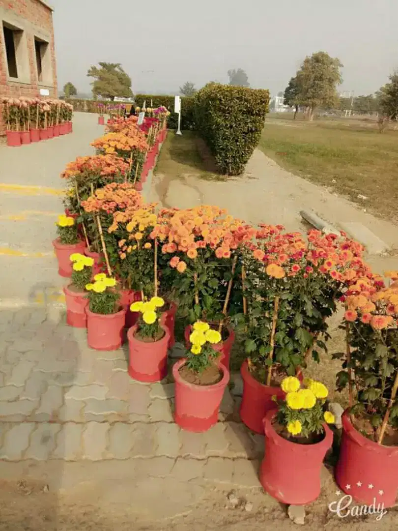 10 Marla plots Available for Sale in wapda city Faisalabad