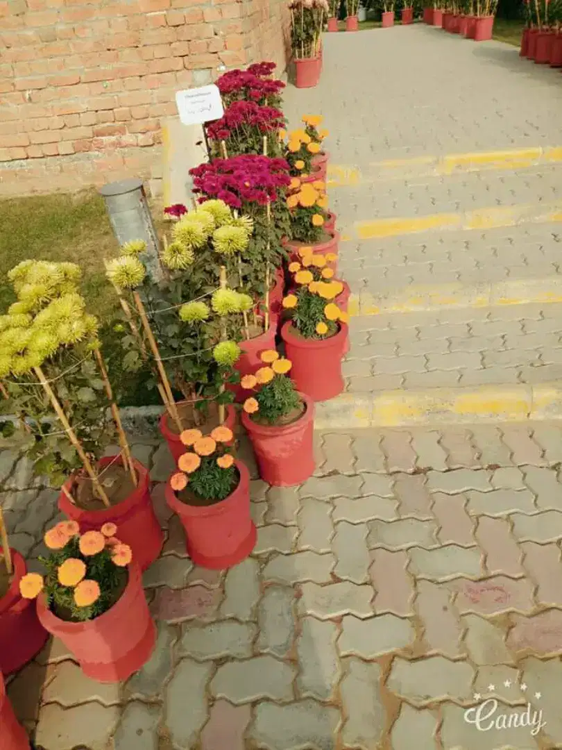 10 Marla plots Available for Sale in wapda city Faisalabad