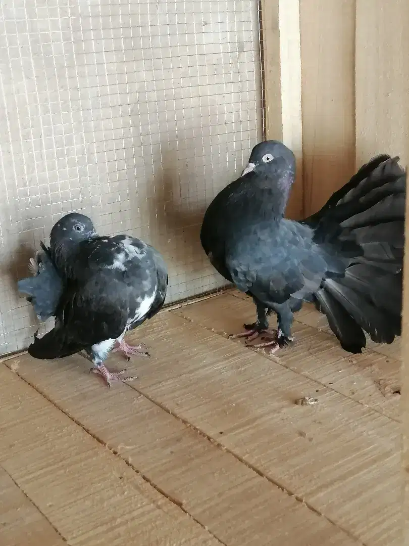 English fantail Pigeon Available for sale in faisalabad