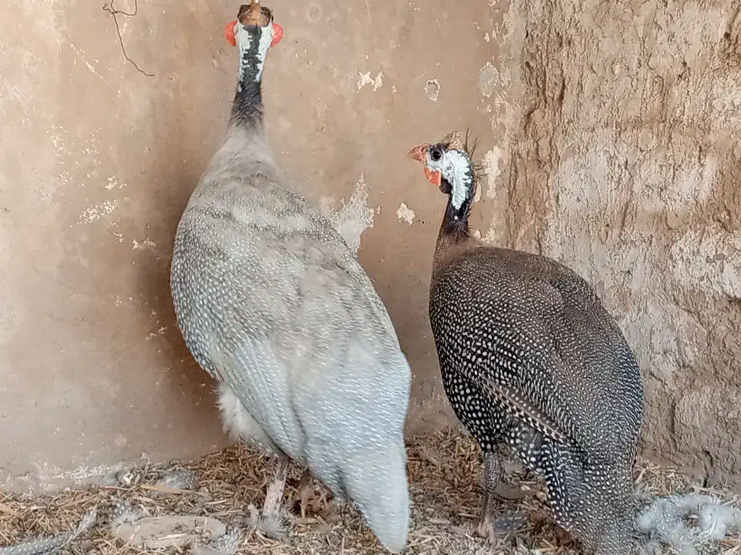 Guinea fowl available for sale