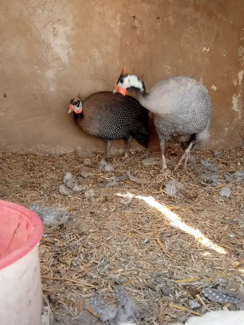 Guinea fowl available for sale