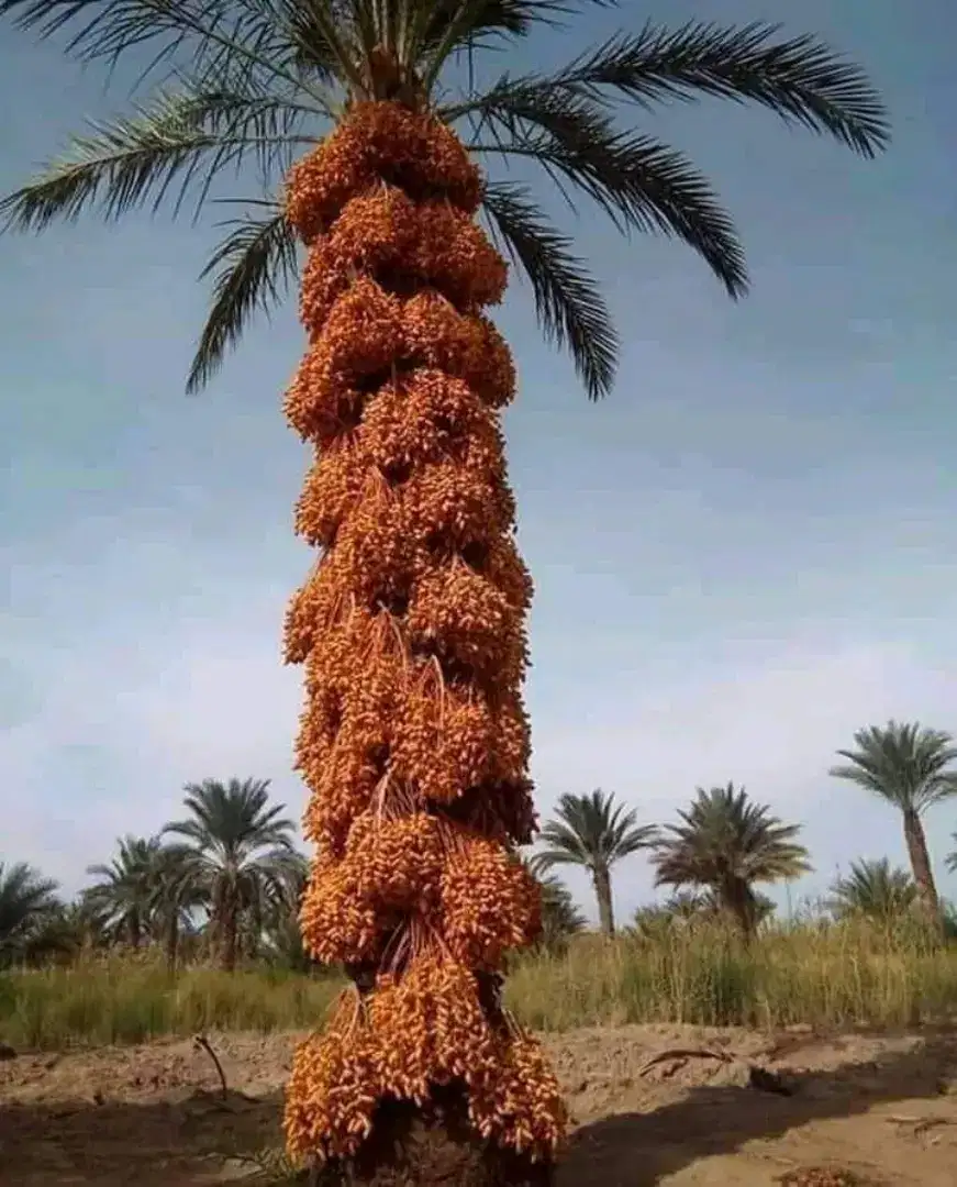 2 kanal Commercial plot near dubai town