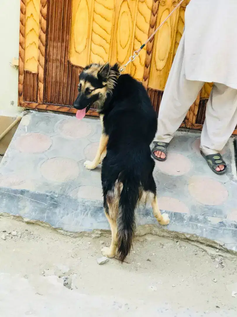 1year old double coat Shepherd dog in very cheap price available for sale Attock