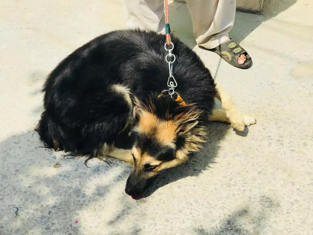 1year old double coat Shepherd dog in very cheap price available for sale Attock