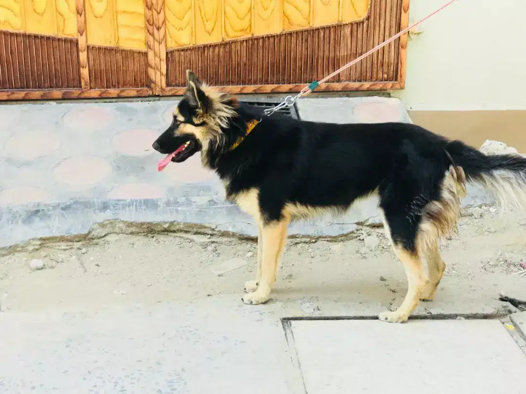 1year old double coat Shepherd dog in very cheap price available for sale Attock