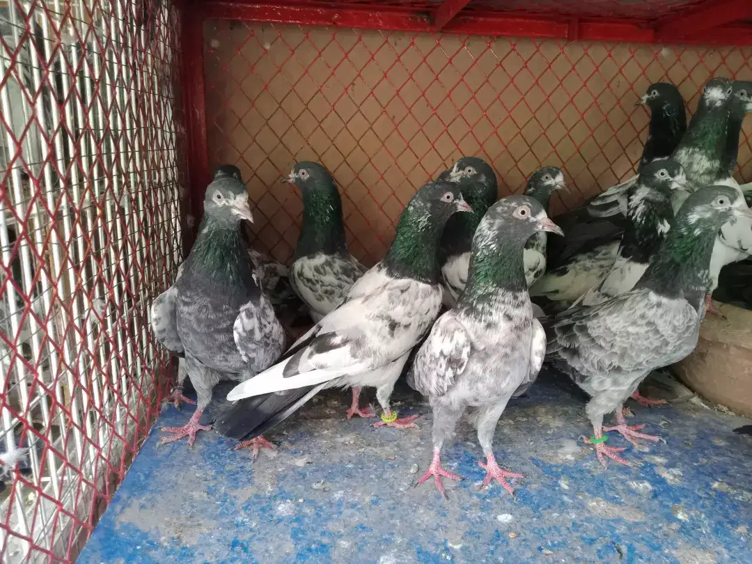 Taddy pigeon for sale township Lahore