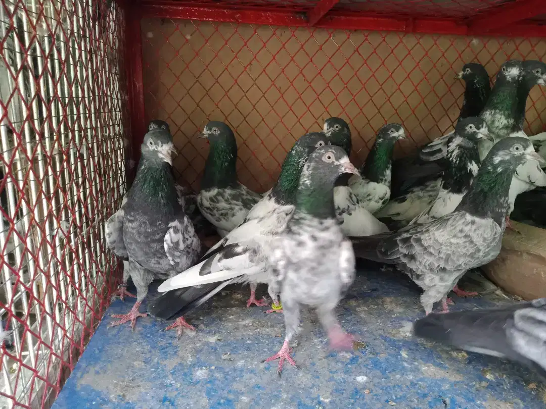 Taddy pigeon for sale township Lahore