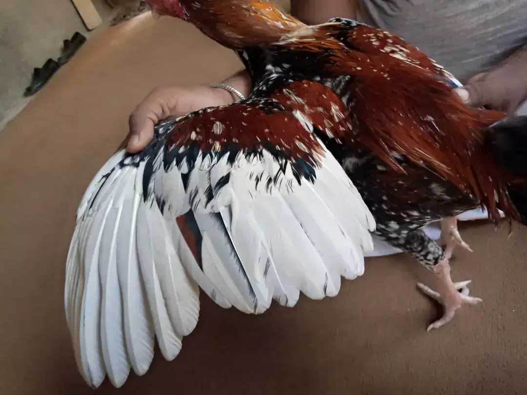 Cheena Murga miawali Caras Available for Sale in Multan