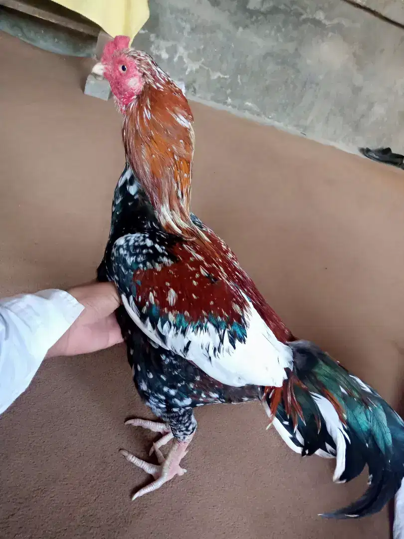 Cheena Murga miawali Caras Available for Sale in Multan