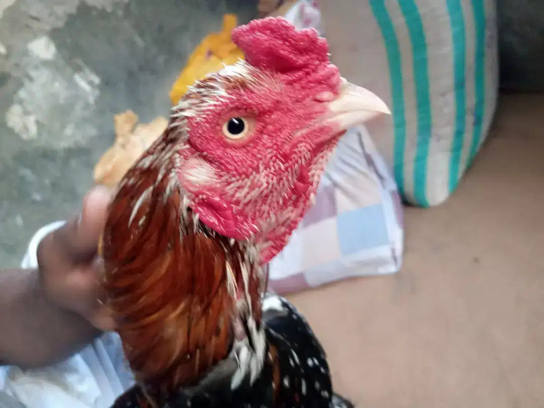 Cheena Murga miawali Caras Available for Sale in Multan