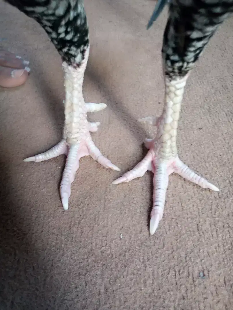 Cheena Murga miawali Caras Available for Sale in Multan