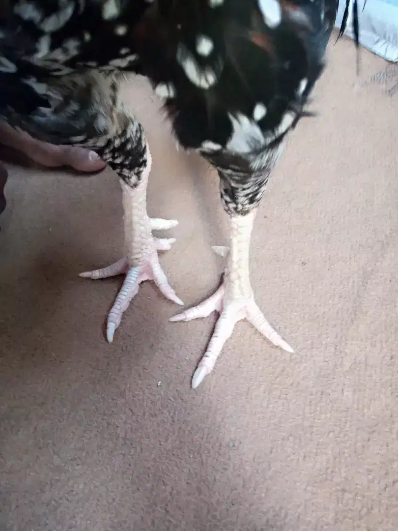 Cheena Murga miawali Caras Available for Sale in Multan