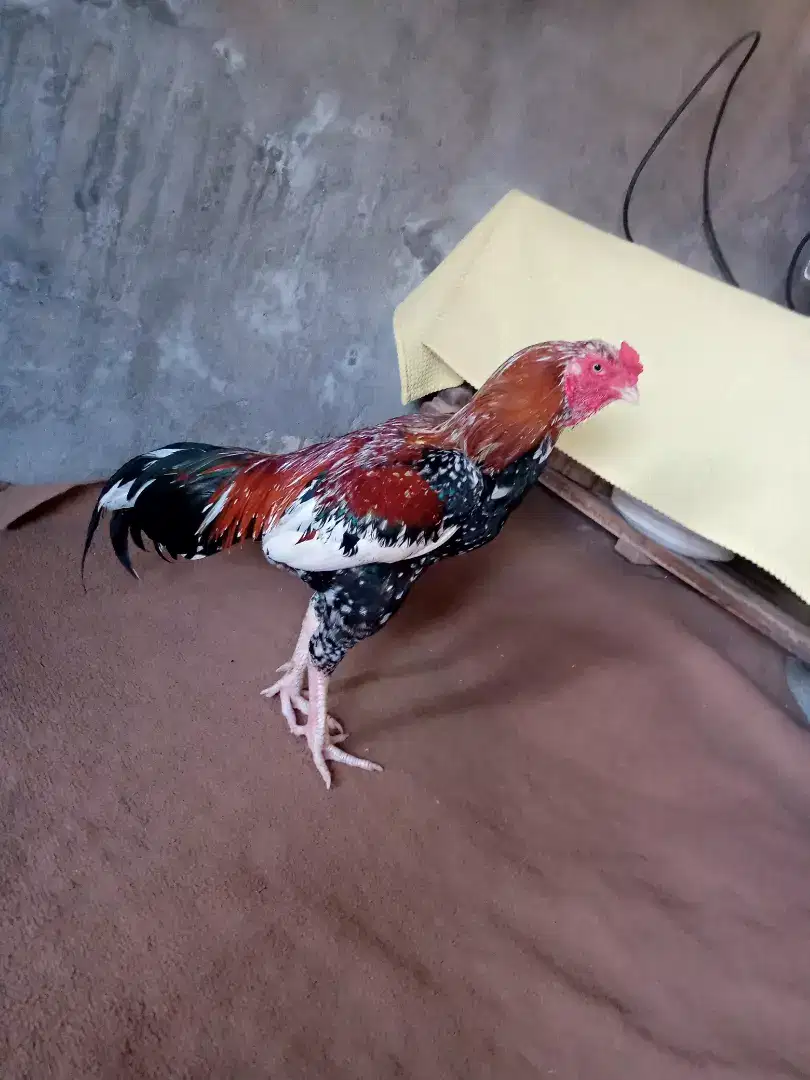 Cheena Murga miawali Caras Available for Sale in Multan