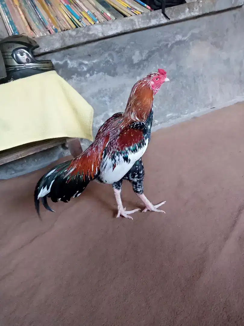 Cheena Murga miawali Caras Available for Sale in Multan