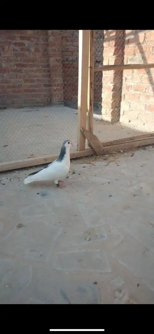 pigeon available for sale